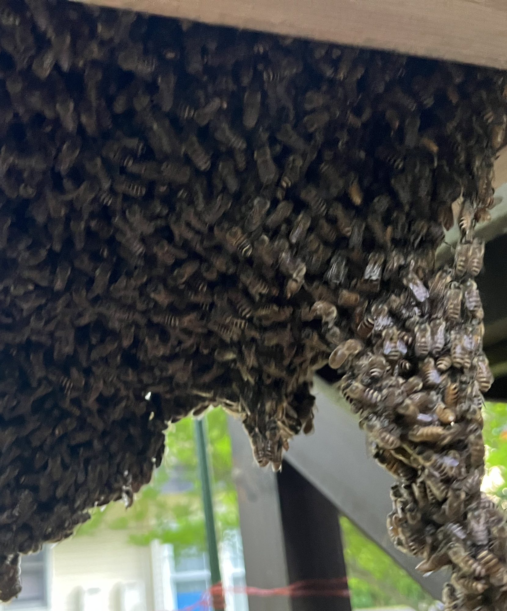 分蜂した蜂球
